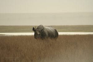 Black Rhino, Ngorongoro, Tanzania