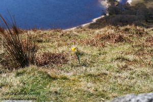 Daffodil above Lough Tay, Ireland