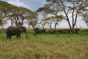 Elephants, Serengeti, Tanzania