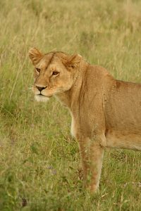 Lioness, Serengeti, Tanzania
